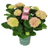 Hydrangea Macrophylla rose Magical Evolution 7/8
