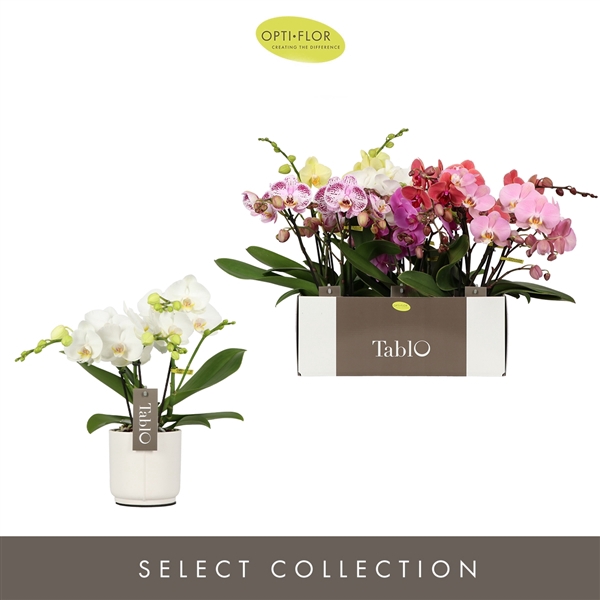 <h4>Tablo Mix 3 spike in Lazio White</h4>
