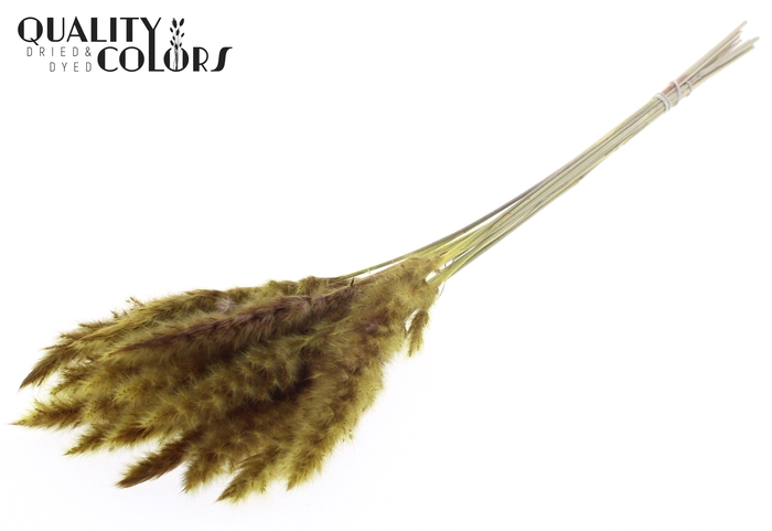 Fluffy Pampas 10pc/bunch Yellow