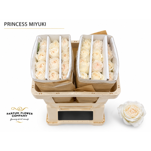 Rosa Princess Miyuki