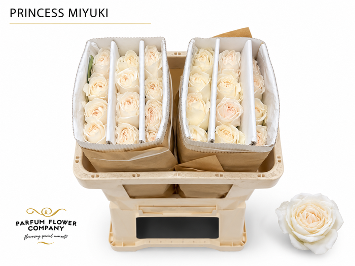 <h4>Rosa Princess Miyuki</h4>