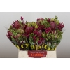 BQ Protea Sharon SFB