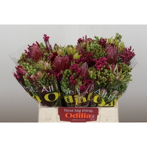 BQ Protea Sharon SFB