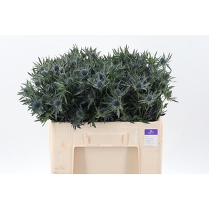 Eryn Orion Qstar 50cm