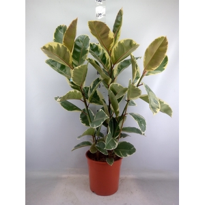 Ficus elastica 'Tineke'