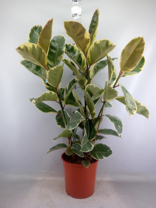 <h4>Ficus elastica 'Tineke'</h4>