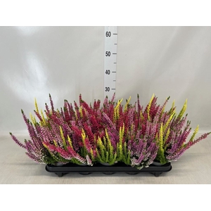 Calluna vulg. 'Beauty L Quattro'