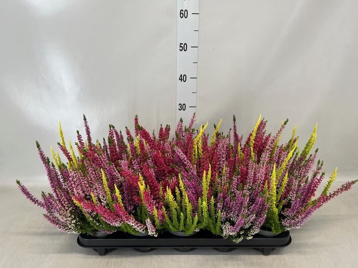 <h4>Calluna vulg. 'Beauty L Quattro'</h4>
