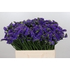 Limonium Navy Sun Birds