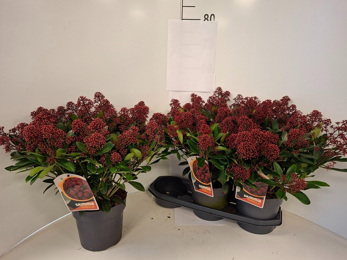 <h4>SKIM J RUBELLA</h4>