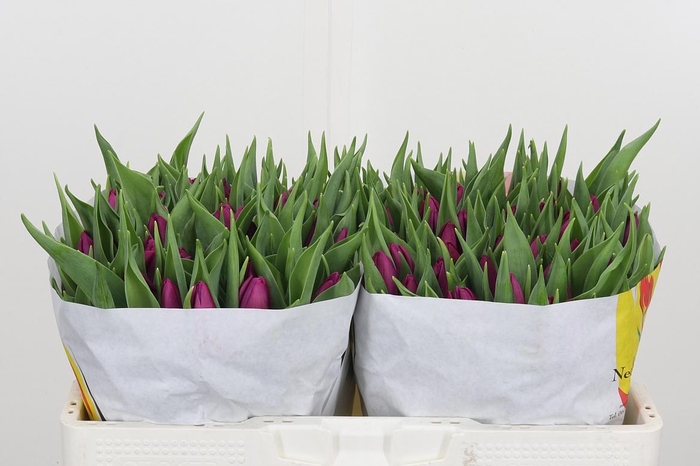 <h4>Tu En Purple Prince</h4>