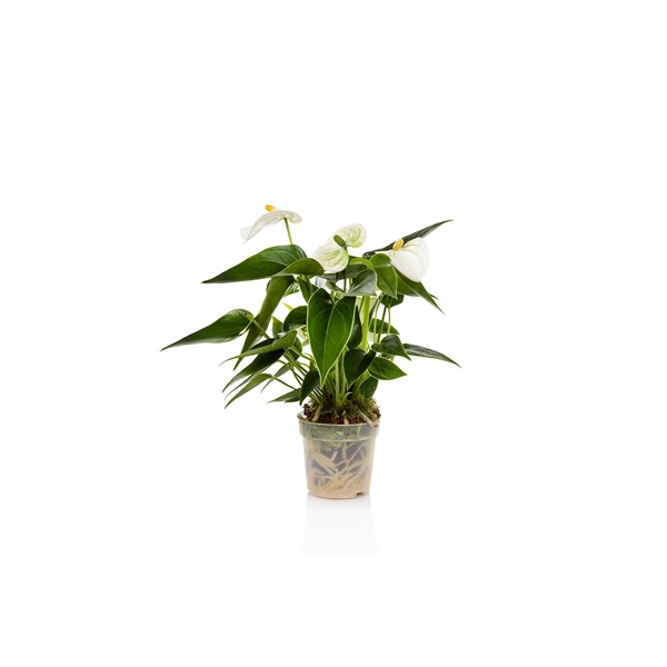 <h4>Anthurium 7 cm Everest</h4>