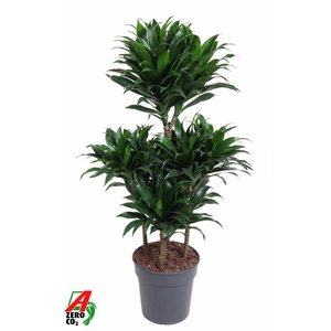 Dra Fr Compacta Carrousel