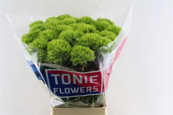 <h4>Di Barb Kiwi Mellow</h4>