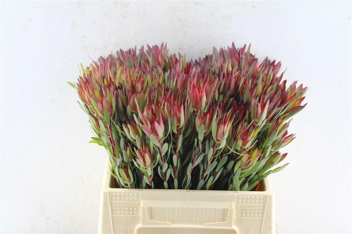 <h4>LEUCAD SAL BLUSH</h4>