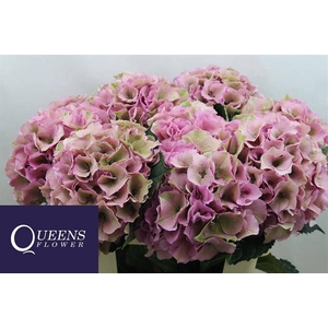 Hydr Royal Palace Classic Queens