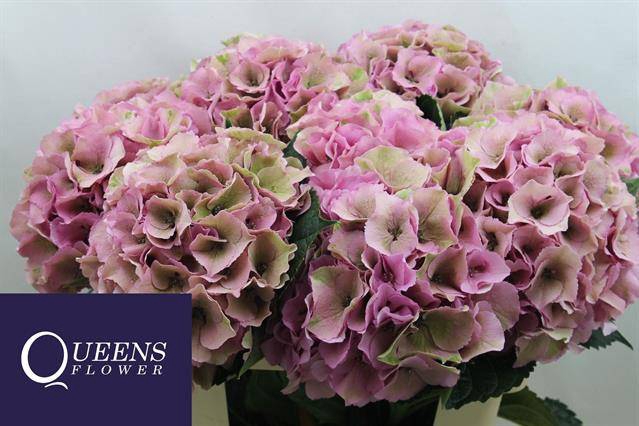 <h4>Hydr Royal Palace Classic Queens</h4>