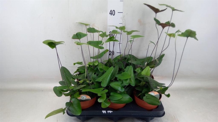 <h4>Hemionitis arifolia</h4>