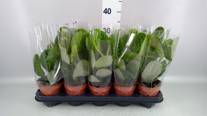 <h4>Maranta leuc. 'Lemon'</h4>