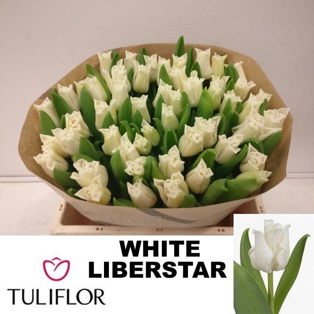 <h4>TU CO WHITE LIBERSTA</h4>