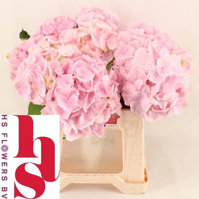 <h4>HYDR M CH VERENA</h4>