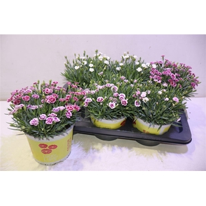 Dian 3-4 Kleuren Mix