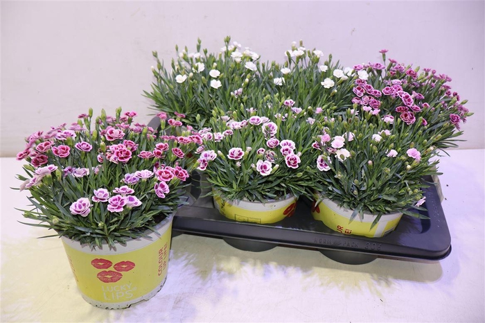 <h4>Dian 3-4 Kleuren Mix</h4>