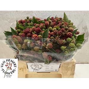RUBUS FR CHESTER