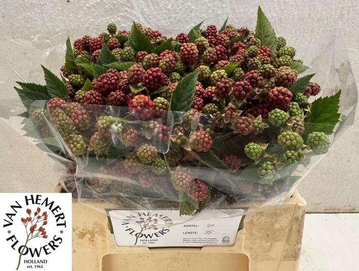 <h4>RUBUS FR CHESTER</h4>