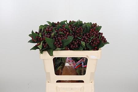 Hyp Globo Burgundy X5