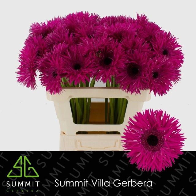 <h4>GE GS RENEGADE</h4>