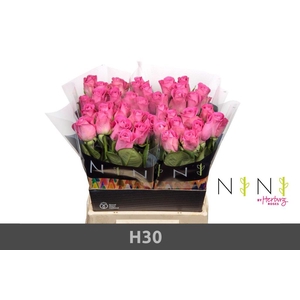 Rosa large h3o