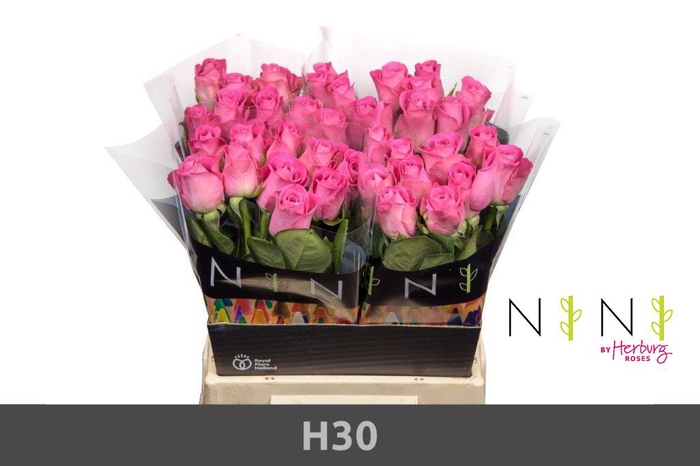 <h4>Rosa large h3o</h4>