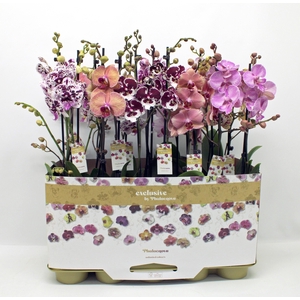 Gemengd 2-tak taiwan (RIJP)