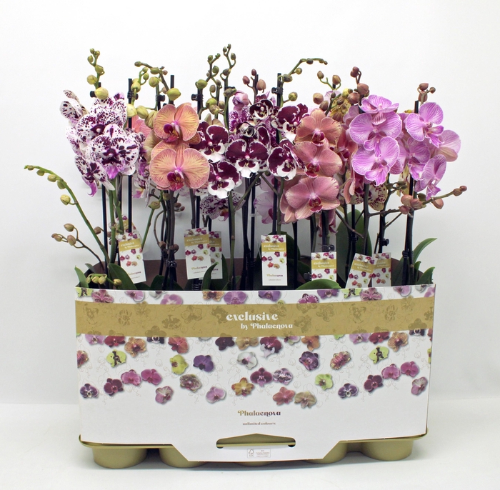 <h4>Gemengd 2-tak taiwan (RIJP)</h4>