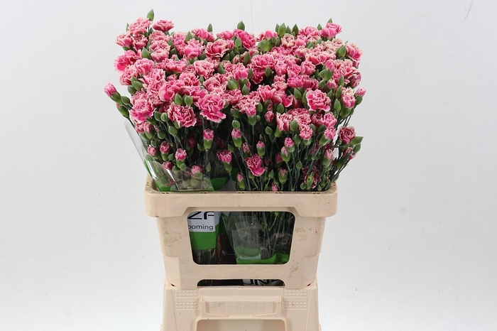 <h4>Di Tr Spring x20</h4>