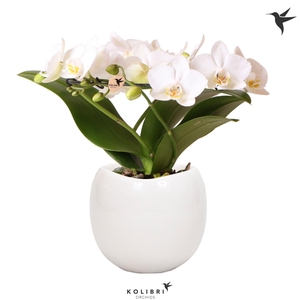 Kolibri Orchids Phalaenopsis Halo white in Bowl pot