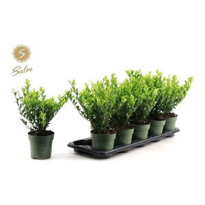 ILEX CRENATA JENNY