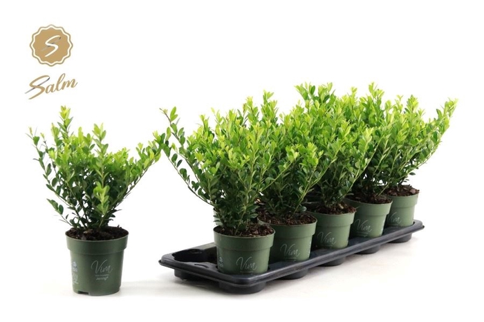 <h4>ILEX CRENATA JENNY</h4>