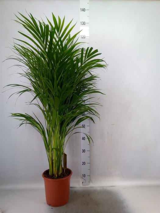 <h4>Dypsis lutescens   ...Chrysalidoca</h4>