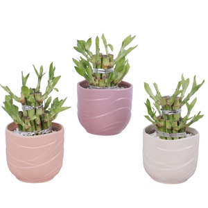 Lucky Bamboo Shape Round 2S Ø10cm Ceramic SE660