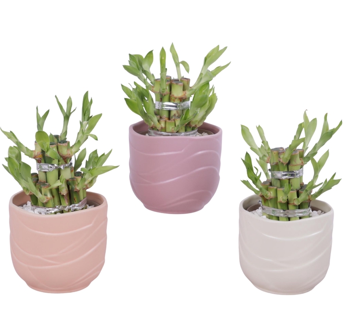 <h4>Lucky Bamboo Shape Round 2S Ø10cm Ceramic SE660</h4>