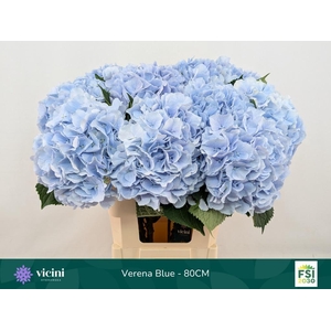 Hydr M Ch Verena Bl