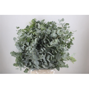Euca Cinerea 300gr P Bunch