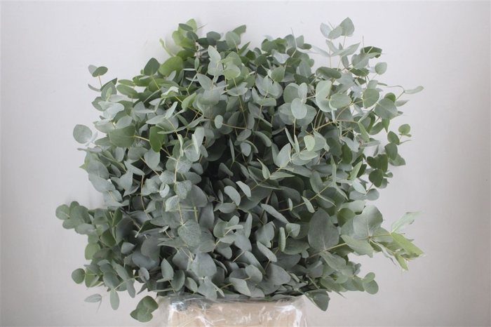 <h4>Euca Cinerea 300gr P Bunch</h4>