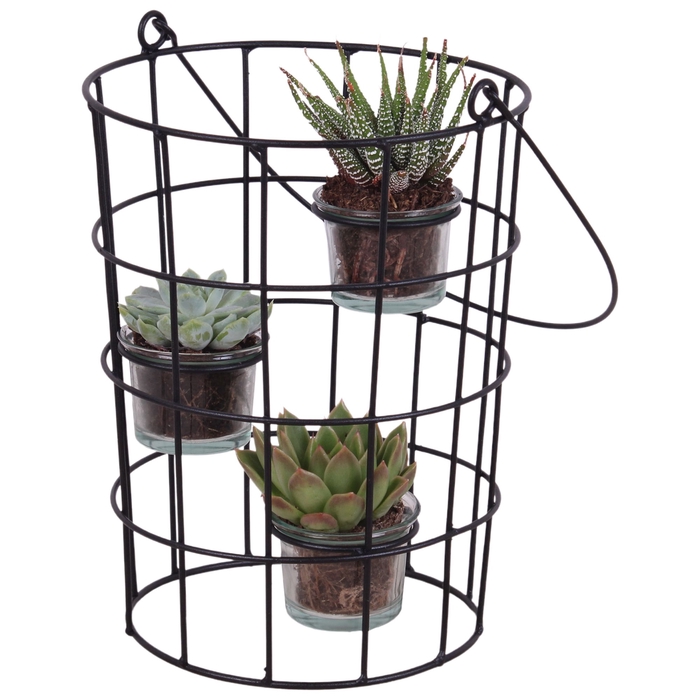 <h4>Opm Metal Wirebasket With Glass</h4>