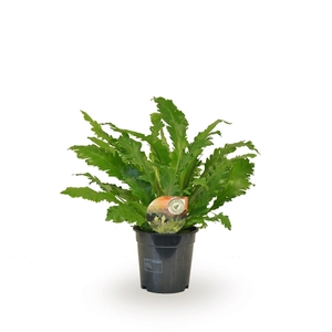Asplenium Campio