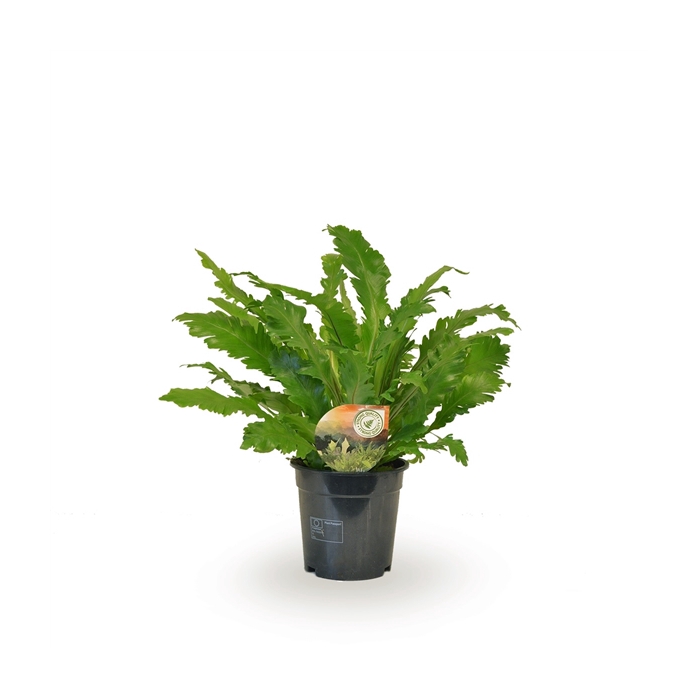 <h4>Asplenium Campio</h4>