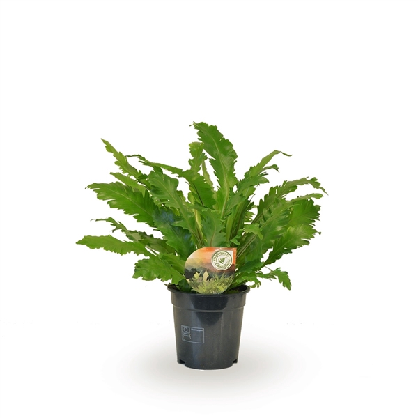 Asplenium Campio