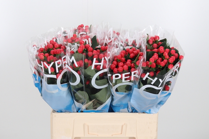 <h4>Hyp Coco Tango</h4>